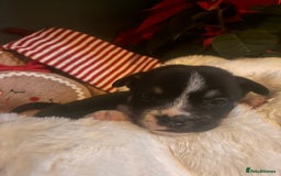 Mixed Breed dogs for sale: Bullimute - Advert 7