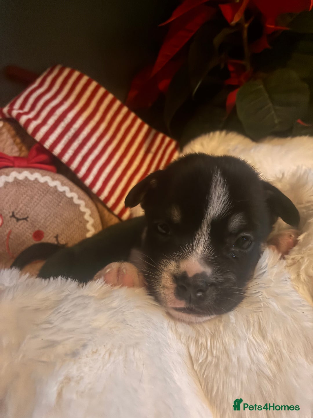 Mixed Breed dogs for sale: Bullimute - Advert 7