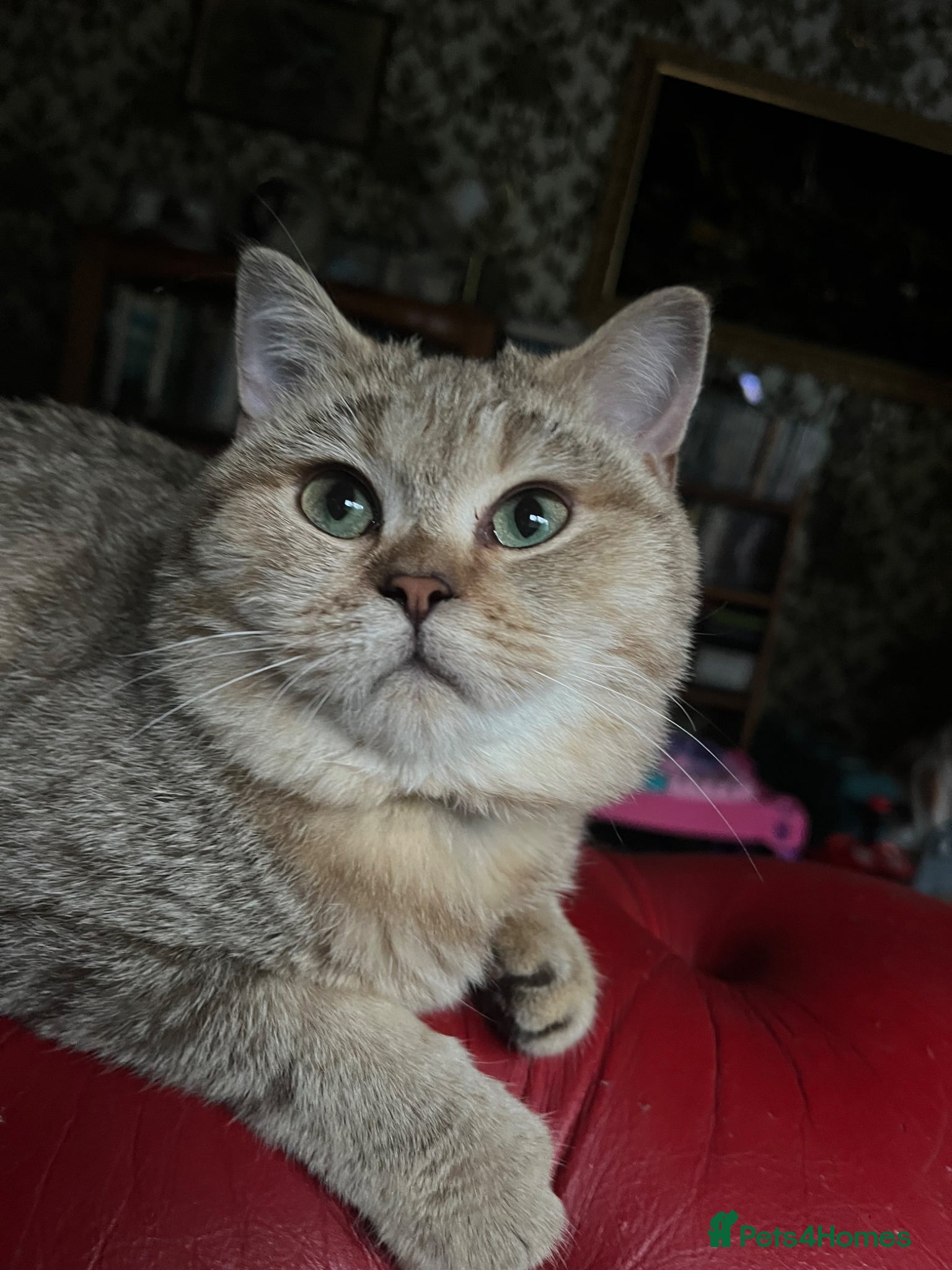 British Shorthair cats Adult female British Shorthair  - Advert 9