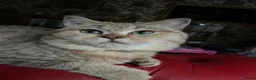 British Shorthair cats for sale: Adult female British Shorthair  - Advert 1