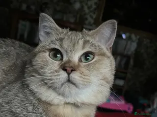 British Shorthair cats Adult female British Shorthair - Advert 1