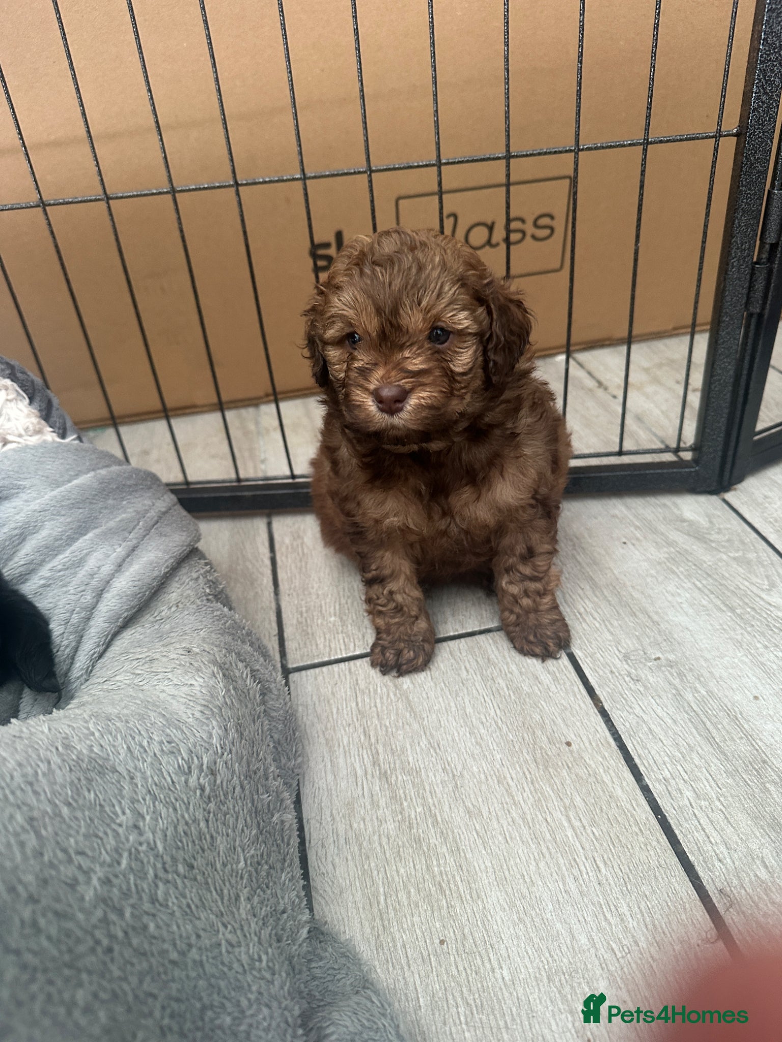 Cockapoo dogs 3 beautiful Cockapoo puppies - Advert 1