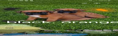 Boxer 6