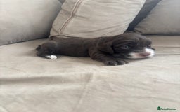 Cocker Spaniel dogs for sale: Cocker spaniel puppies  - Image 25