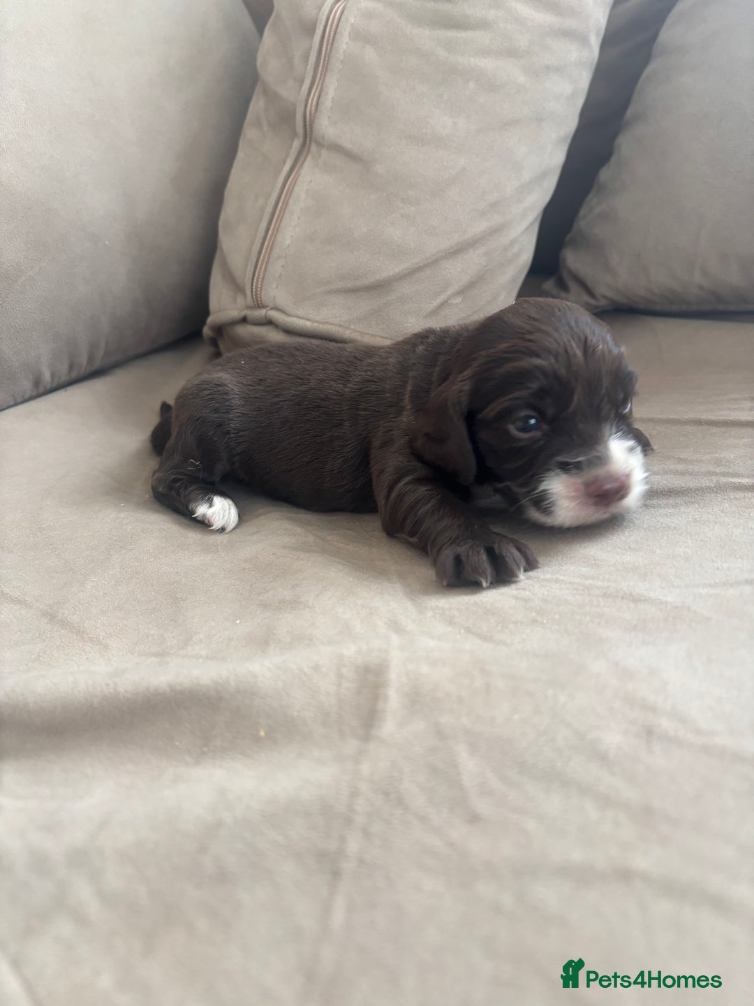 Cocker Spaniel dogs for sale: Cocker spaniel puppies  - Image 25