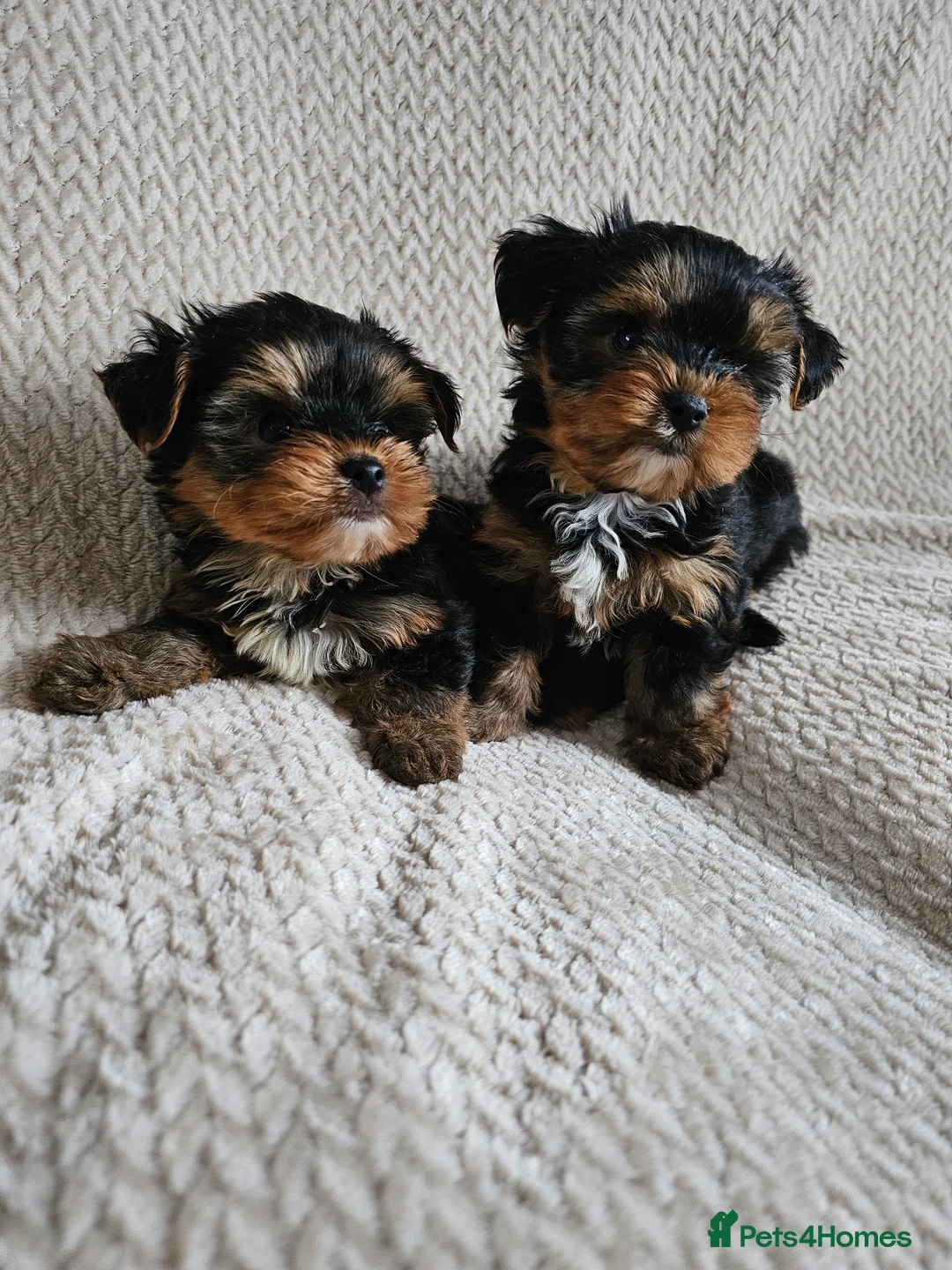 Yorkshire Terrier dogs for sale: Yorkshire Terrier puppies - Advert 3