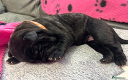 Neapolitan Mastiff dogs for sale: Neapolitan mastiff puppies  - Image 22