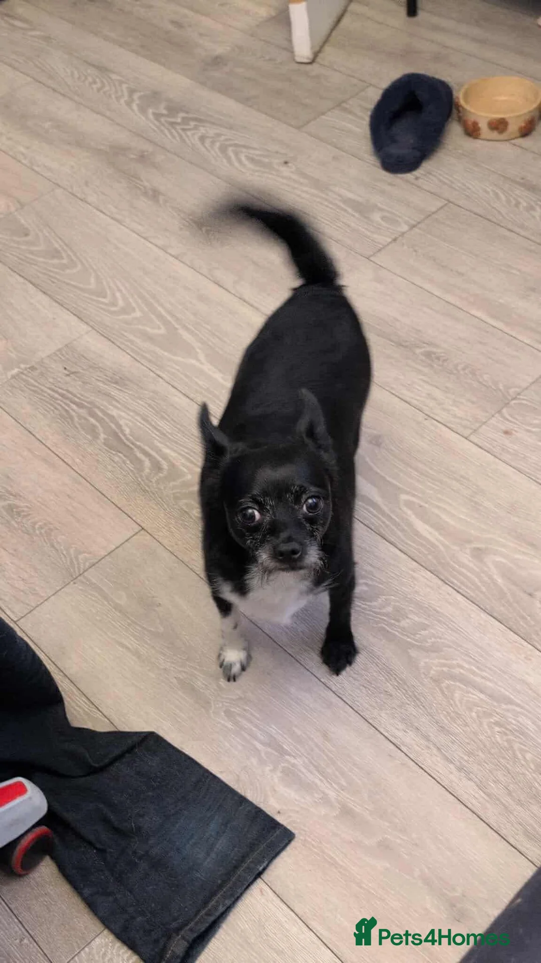 Mixed Breed dogs for sale: 4/5 year old Male Chihuahua x terrier mix - Advert 2