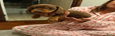 Miniature Dachshund 5