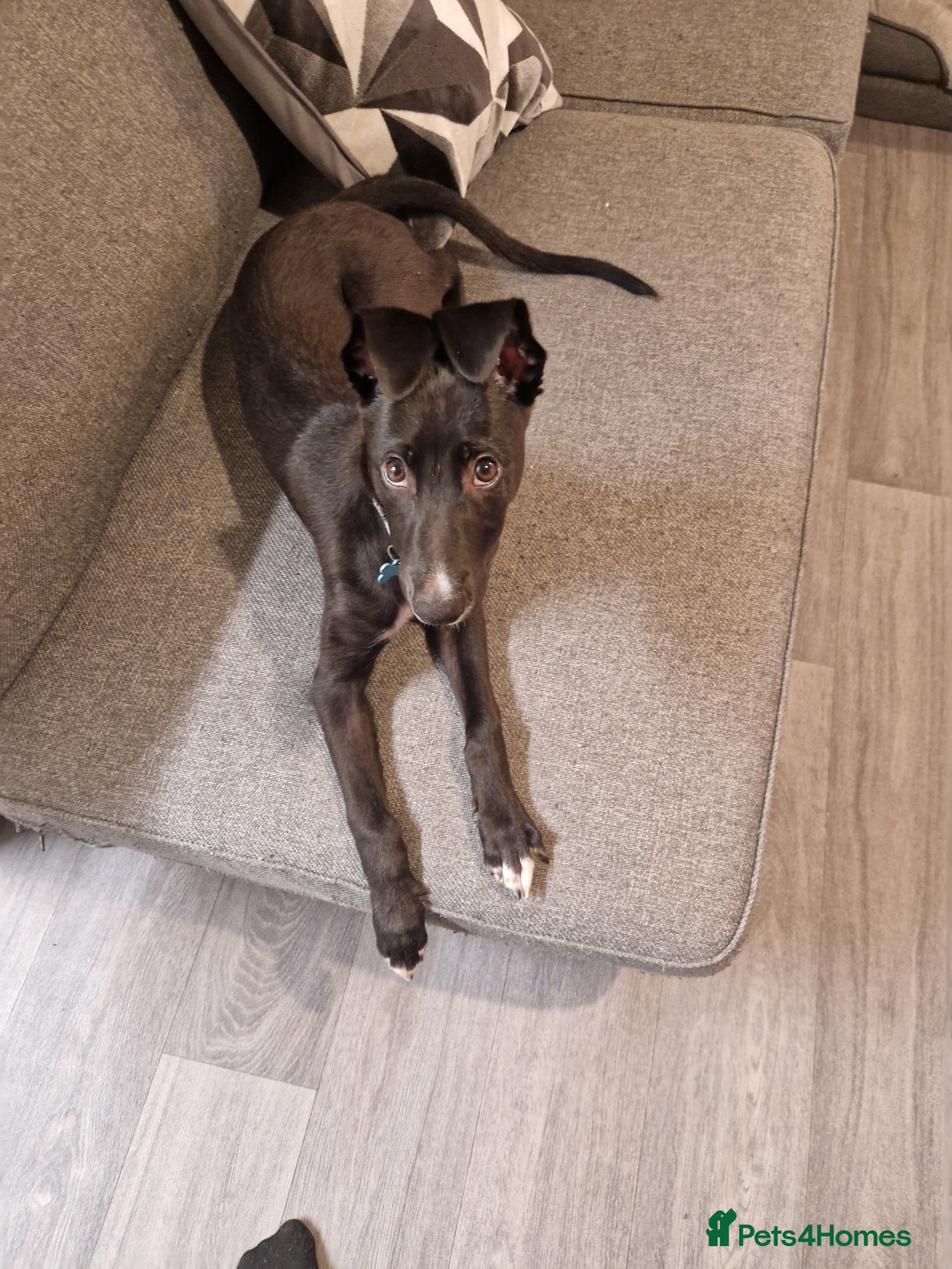 Mixed Breed dogs Whippet Collie mix in Doncaster - Advert 1