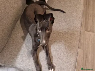 Mixed Breed dogs Whippet Collie mix in Doncaster - Advert 1