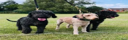 Bedlington Terrier dogs for sale: KC Registered Bedlington Terrier Pups in Stoke-on-Trent - Advert 1