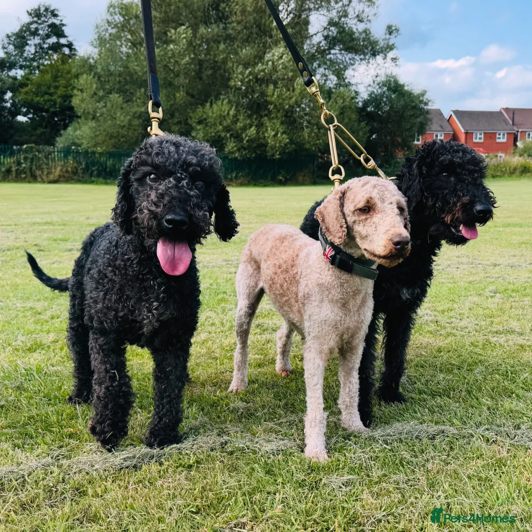 Bedlington Terrier dogs for sale: KC Registered Bedlington Terrier Pups in Stoke-on-Trent - Advert 1
