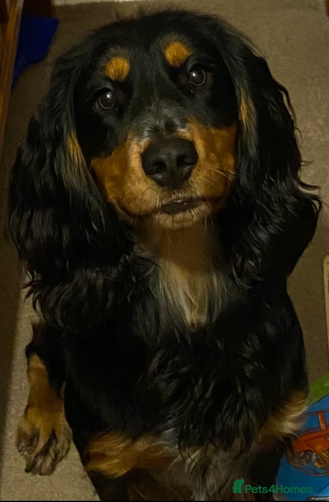 Cocker Spaniel dogs for stud: Health tested working cocker dog for stud  in New Milton - Advert 1