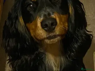 Cocker Spaniel dogs Health tested working cocker dog for stud in New Milton - Advert 1