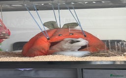 Guinea Pig rodents for sale: 2 Lovely Guinea Pigs Looking for a New Home 🐹🐹 - Image 7