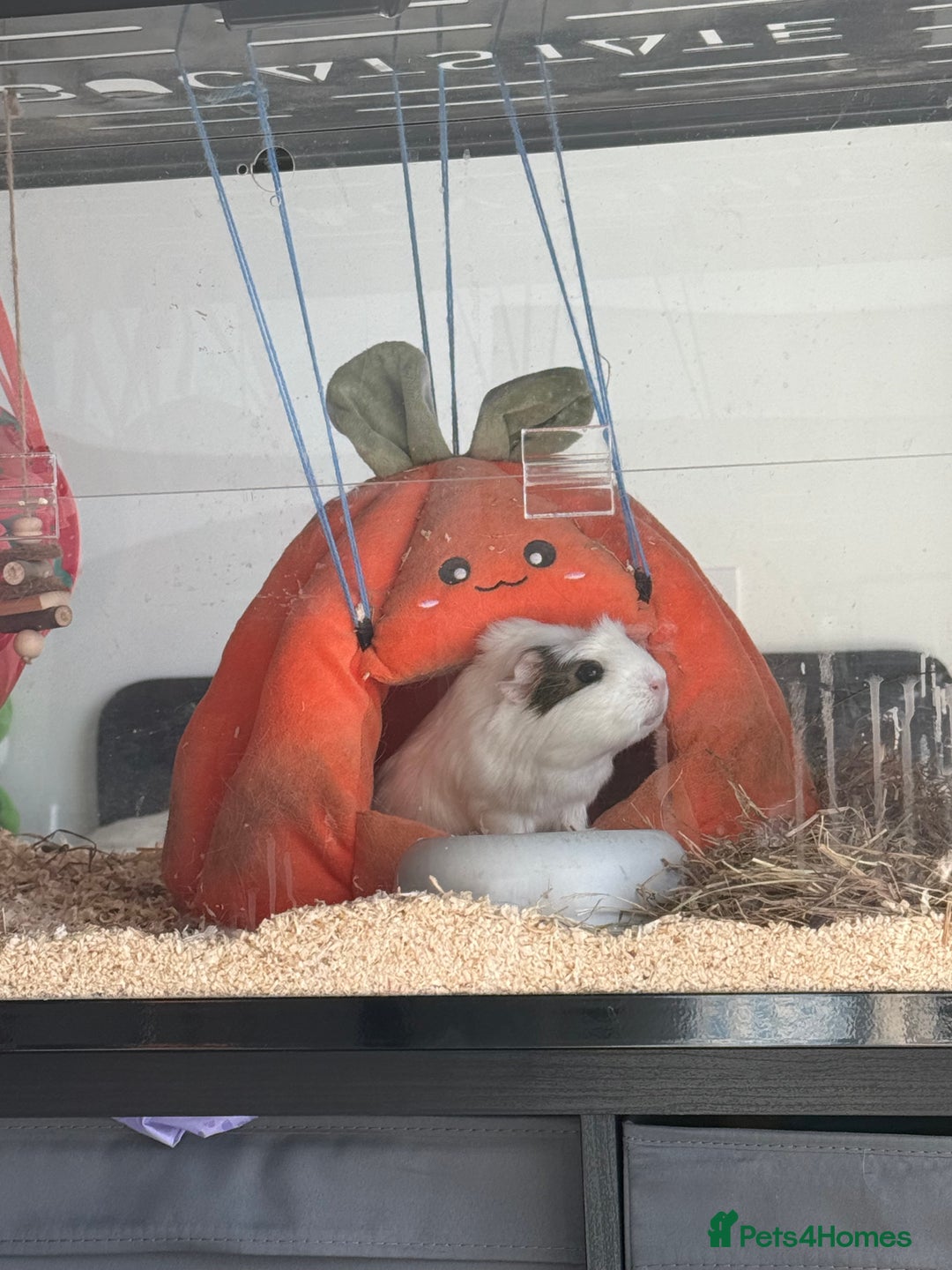 Guinea Pig rodents for sale: 2 Lovely Guinea Pigs Looking for a New Home 🐹🐹 - Image 7