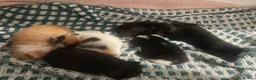 Mixed Breed cats for sale: My lovely cat gave birth to 6 beautiful babies - Advert 4