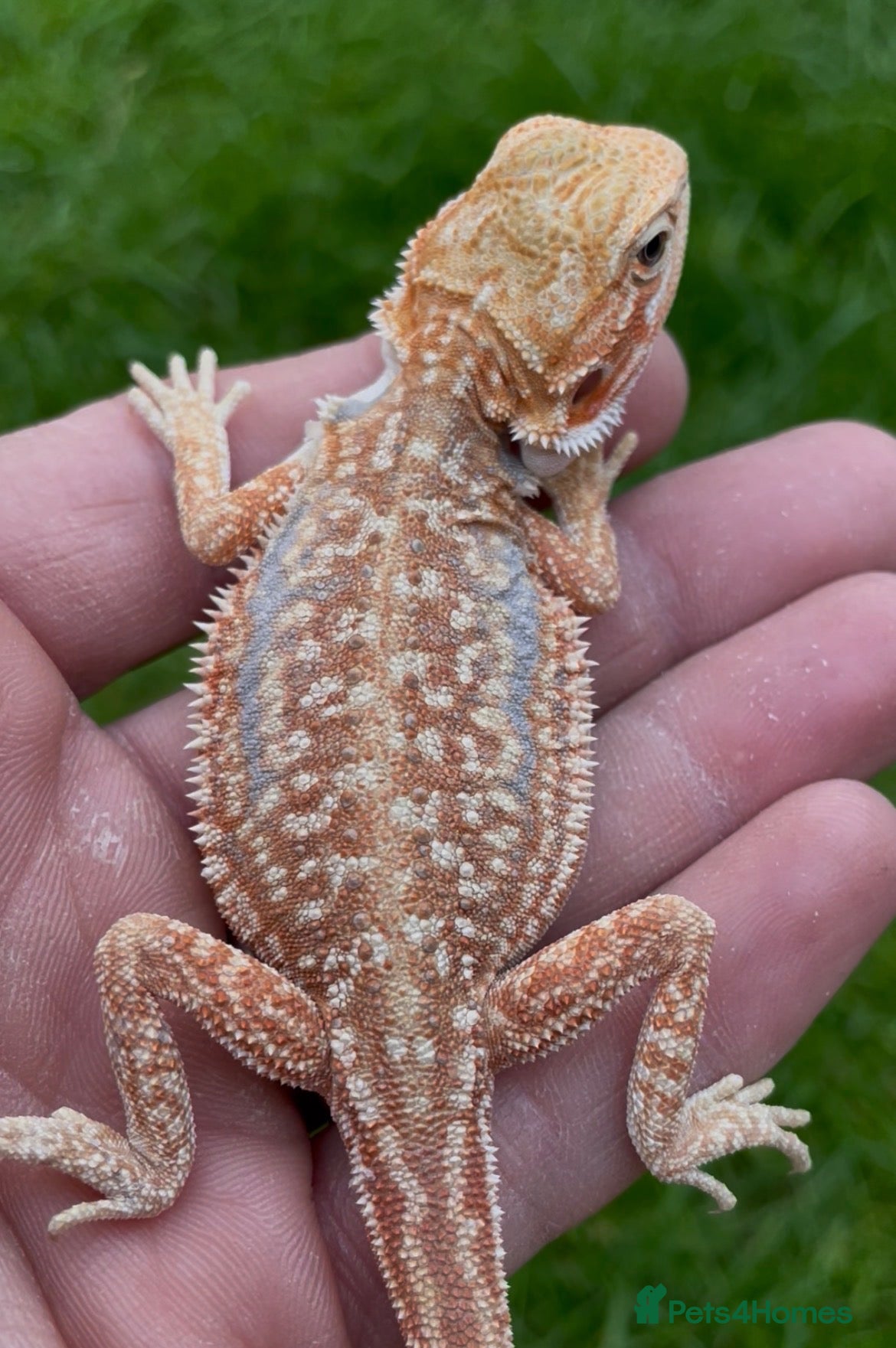 Bearded Dragon reptiles Bearded Dragon 5* Licensed Breeder Red Orange Blue - Advert 1