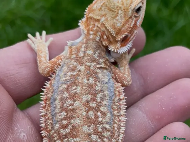 Bearded Dragon reptiles for sale: Bearded Dragon 5* Licensed Breeder Red Orange Blue - Advert 2