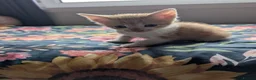 Mixed Breed cats for sale: Gorgeous Kittens Looking for Their Forever Homes in West Calder - Advert 21