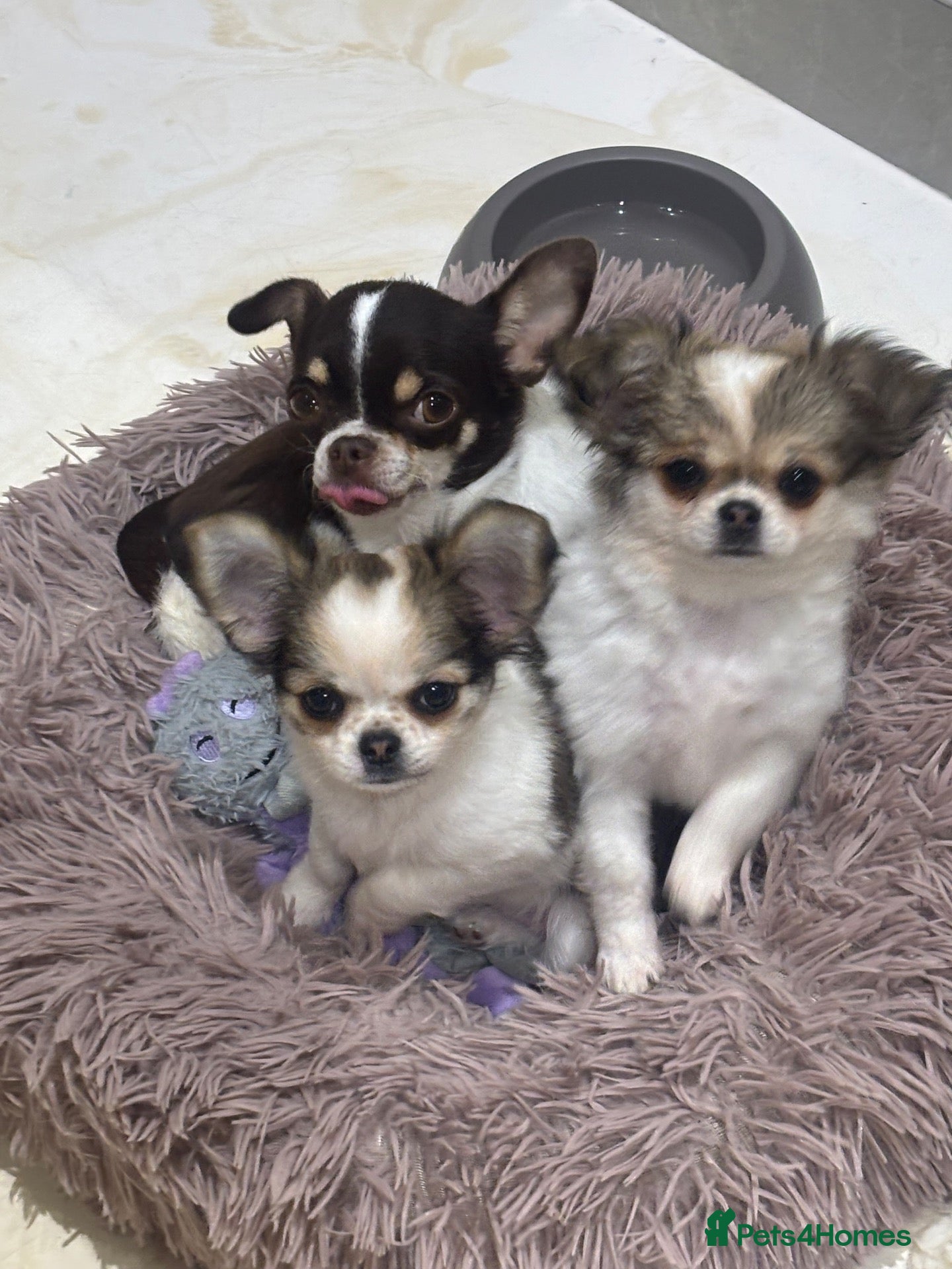Pomchi dogs Beautiful female pomchi - Advert 1