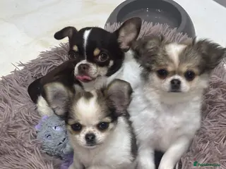 Pomchi dogs Beautiful female pomchi - Advert 3