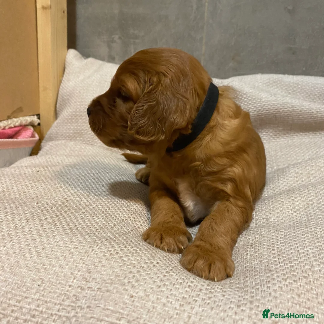 Irish Doodle dogs for sale: F1 Mini irishdoodle (JUST 1 LEFT) - Advert 15