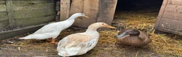 Ducks poultry for sale: Starter flock of female ducks - Advert 2