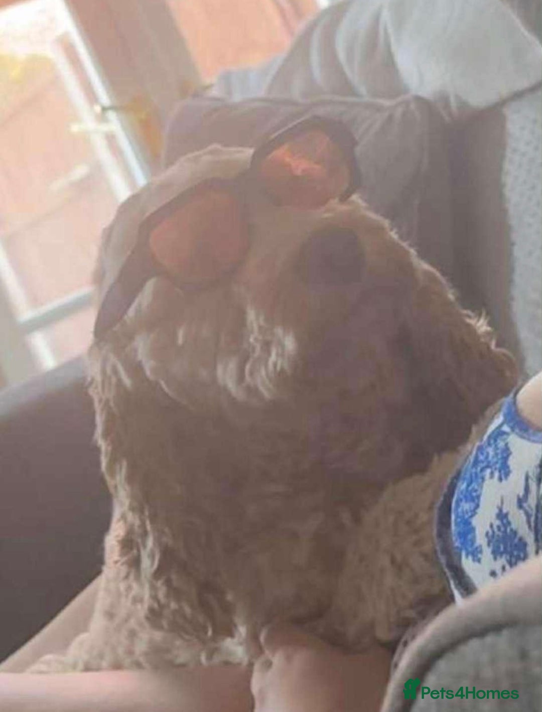 Cockapoo dogs for sale: Reluctant sale of 4 year old cockapoo girl - Image 5