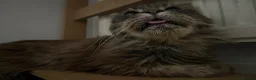 Maine Coon cats for sale: Gorgeous Purebred Maine Coon  - Advert 3
