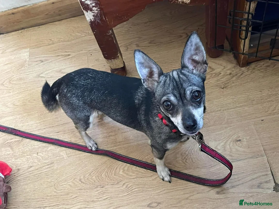 Chihuahua dogs for adoption: Bella - Hingham Norfolk  in Norwich - Advert 2