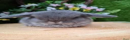 Mini Lop rabbits for sale: 4 Gorgeous mini lops for sale - Advert 4