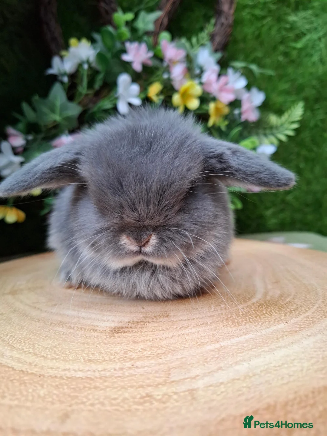 Mini Lop rabbits for sale: 4 Gorgeous mini lops for sale - Advert 4