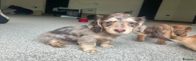 Miniature Dachshund 2