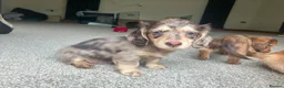 Miniature Dachshund dogs for sale: Chocolate&Cream Champion Long hair mini dachshund  - Advert 9