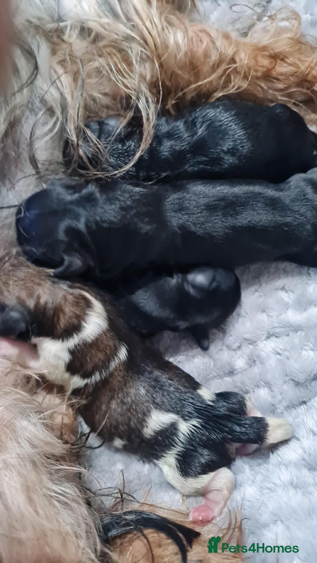 Mixed Breed dogs for sale: Yorkie cross tibetan spaniel  - Image 12