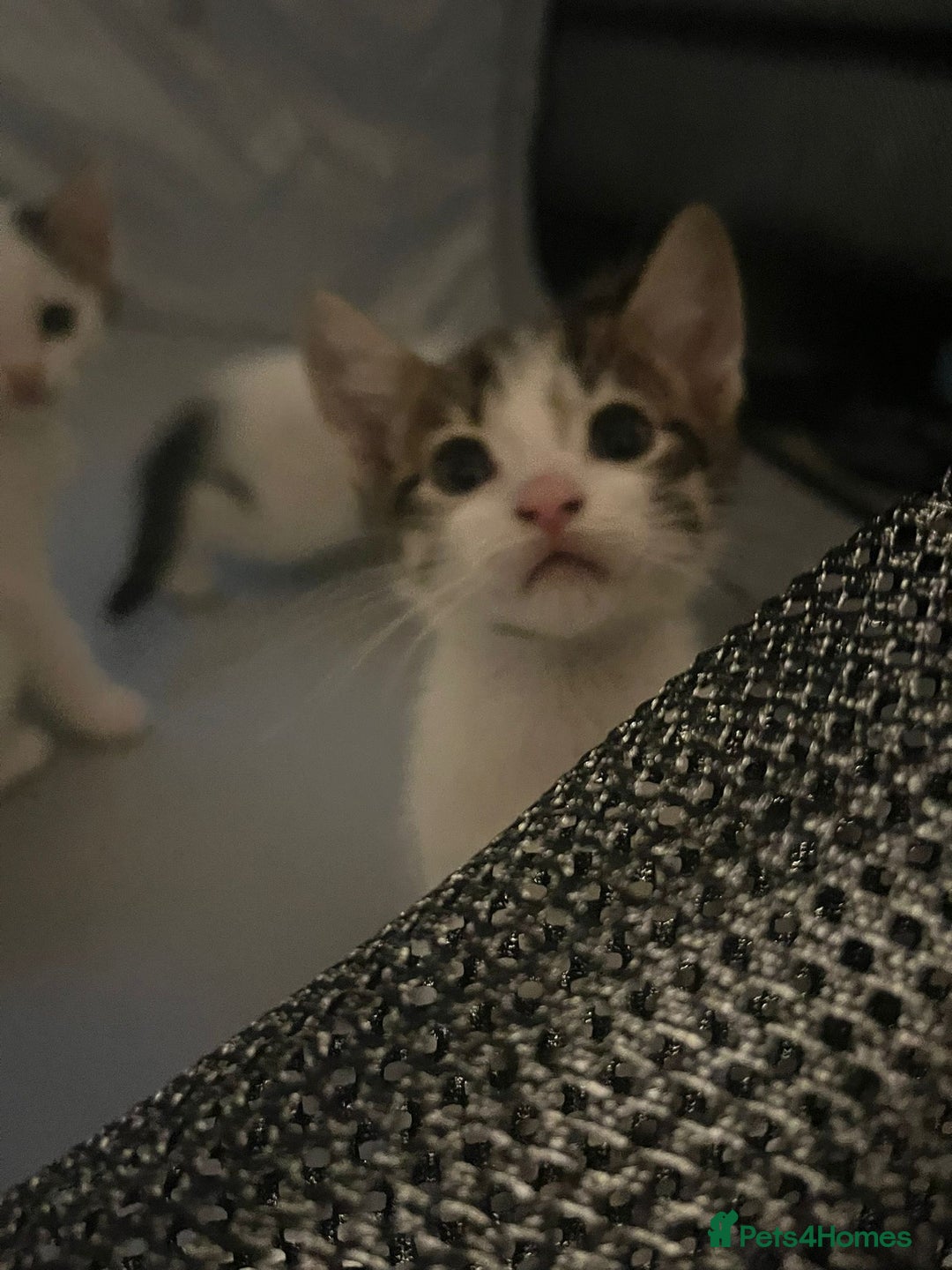 Tibetan cats for sale: Beautiful male kittens on sale - Advert 8