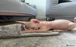 Sphynx cats for sale: Sphynx kittens - Image 8