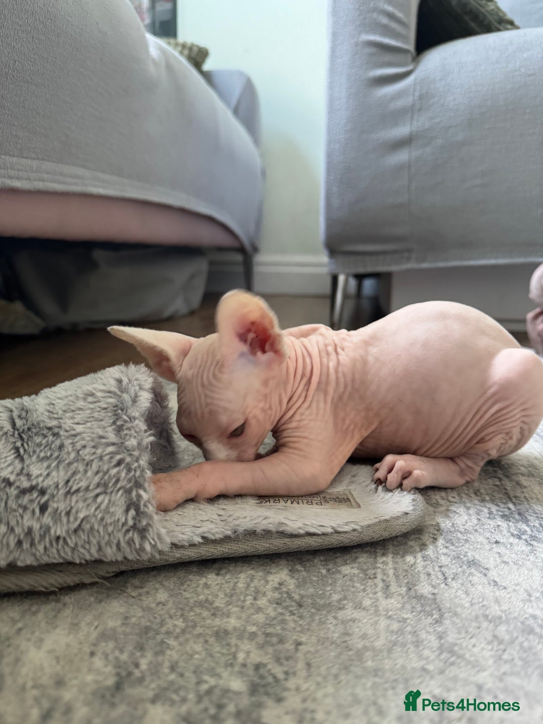 Sphynx cats for sale: Sphynx kittens - Image 8