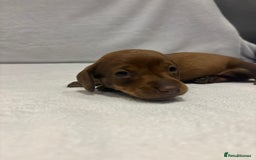 Dachshund dogs for sale: Dachshund puppies  - Image 5