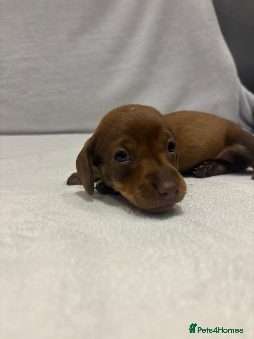 Dachshund dogs for sale: Dachshund puppies  - Image 5