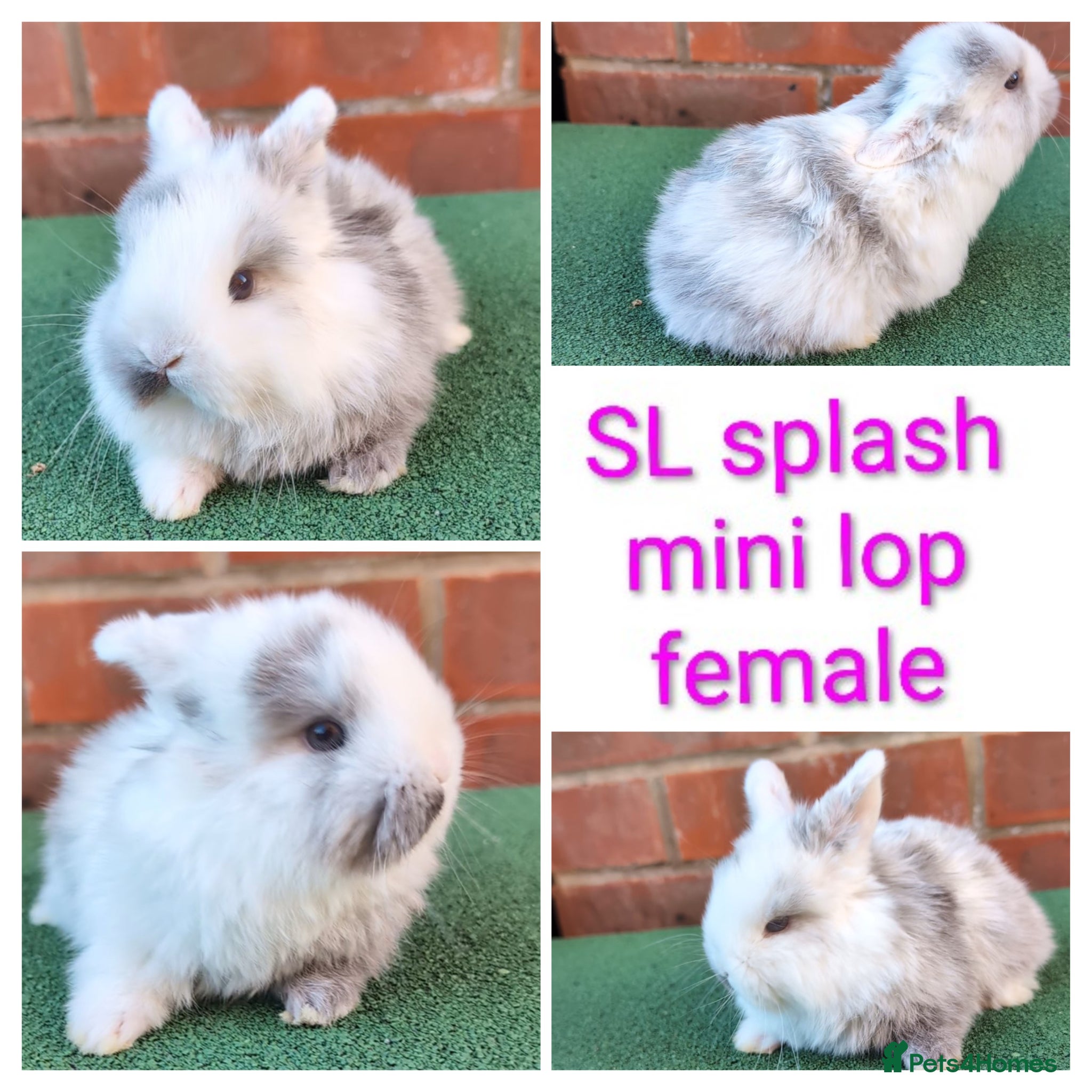 Mini Lion Lop rabbits Minilops and plush lops - Advert 14