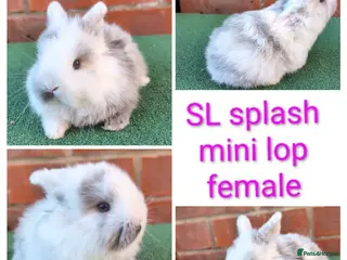 Mini Lion Lop rabbits Minilops and plush lops - Advert 14