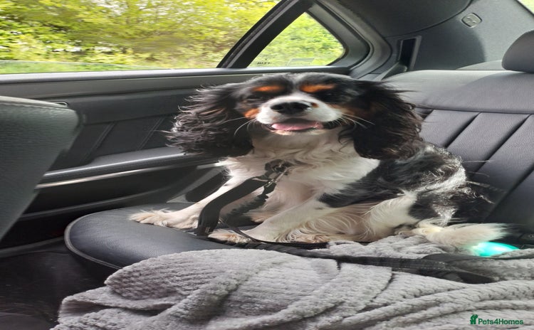 Cavalier King Charles Spaniel dogs in Northwich - Advert 6