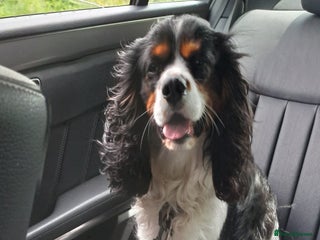 Cavalier King Charles Spaniel dogs in Northwich - Advert 10