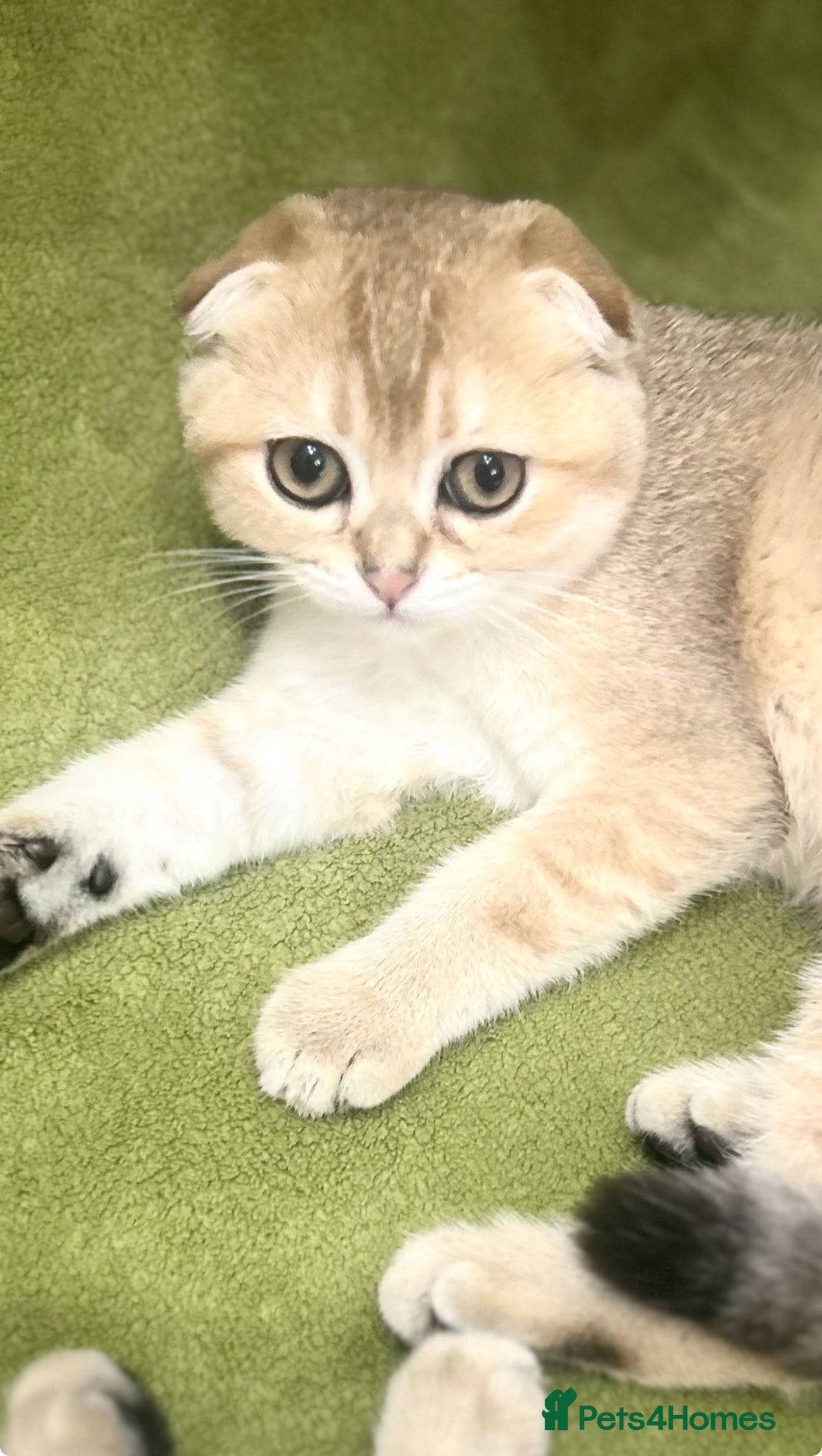 Scottish Fold cats for sale: Beautiful Gold chinchilla girl - Image 4