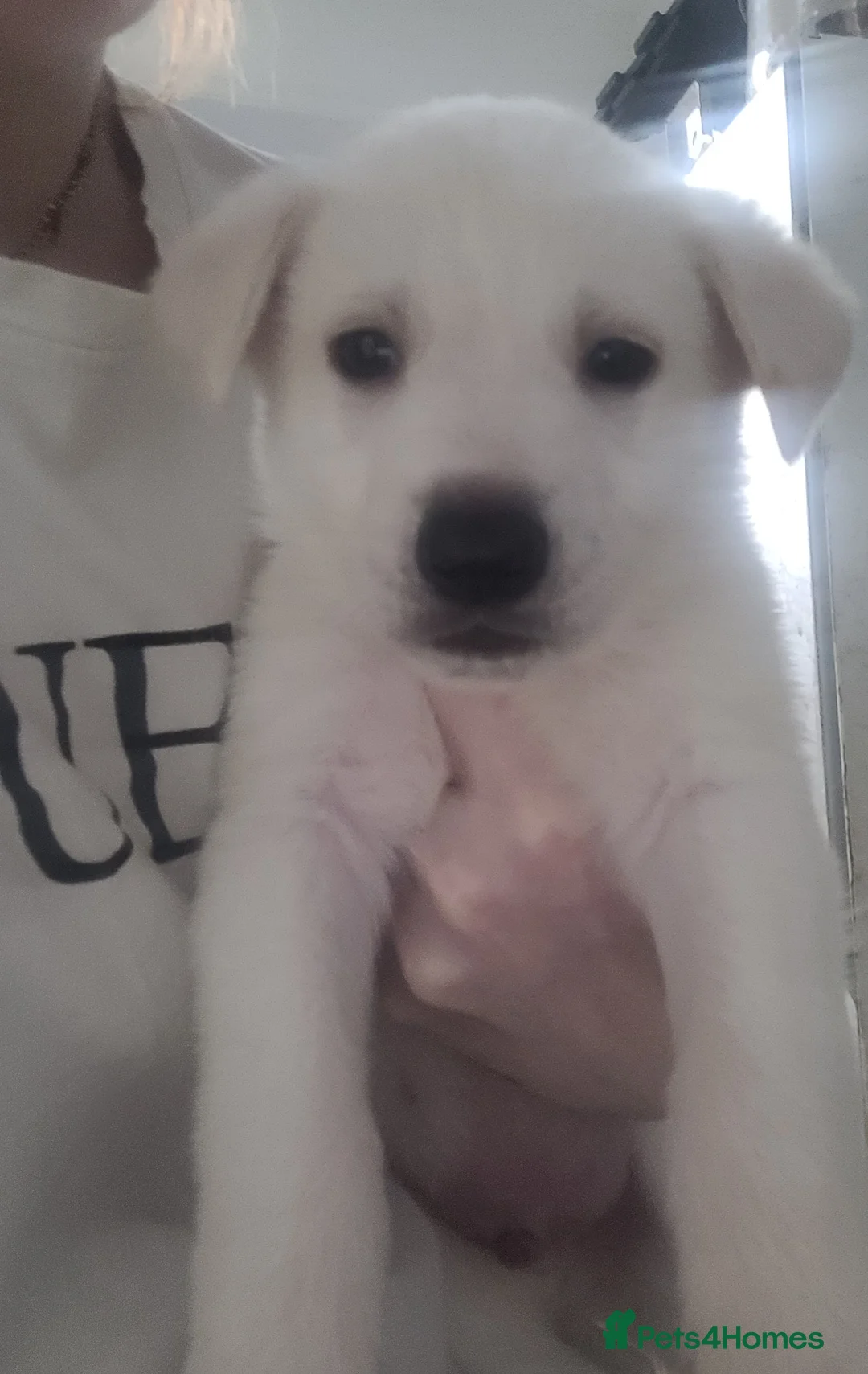 Mixed Breed dogs for sale: Golden shepherd - Advert 33