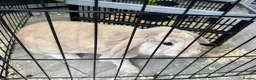French Lop rabbits for sale: 5 month old girl. - Advert 2