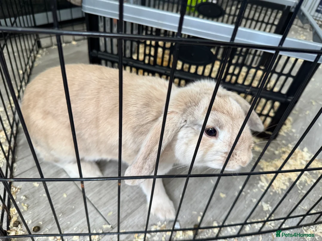 French Lop rabbits for sale: 5 month old girl. - Advert 2